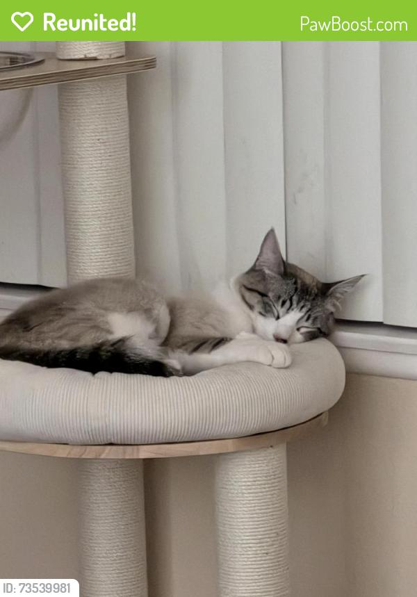 Reunited Male Cat last seen W ave H & 10th St W, Lancaster, CA 93534
