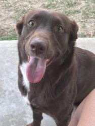 Lost Female Dog last seen By McDonald, Denton, TX 76205
