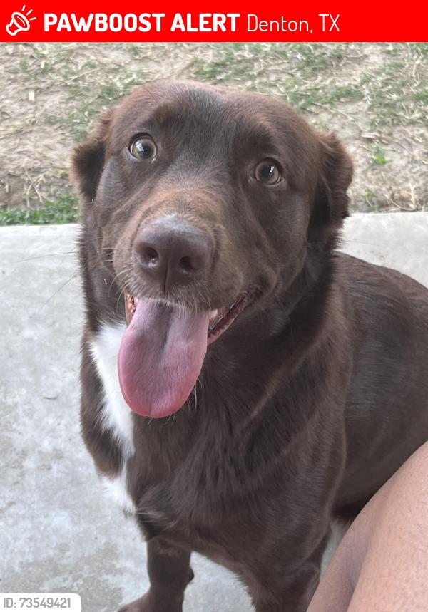 Lost Female Dog last seen By McDonald, Denton, TX 76205