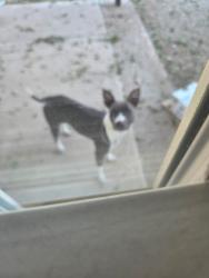 Found/Stray Unknown Dog last seen 31st and Peoria, Surprise, AZ 85355