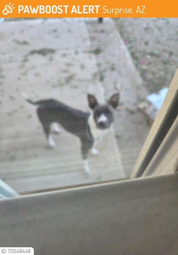 Found/Stray Unknown Dog last seen 31st and Peoria, Surprise, AZ 85355
