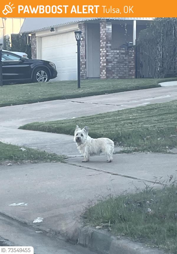 Found/Stray Unknown Dog last seen First street behind the farm shopping center, Tulsa, OK 74145