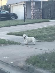 Found/Stray Unknown Dog last seen First street behind the farm shopping center, Tulsa, OK 74145