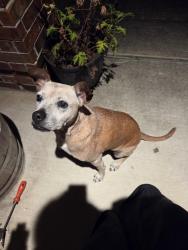 Found/Stray Female Dog last seen Versace and Georgio Dr in Tidwell Lakes, Houston, TX 77044
