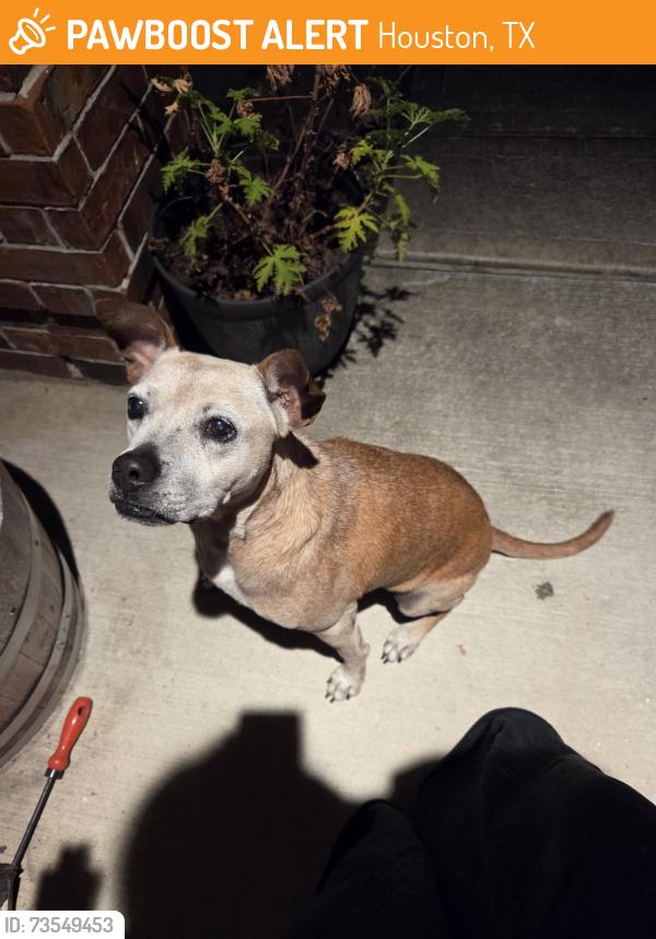 Found/Stray Female Dog last seen Versace and Georgio Dr in Tidwell Lakes, Houston, TX 77044