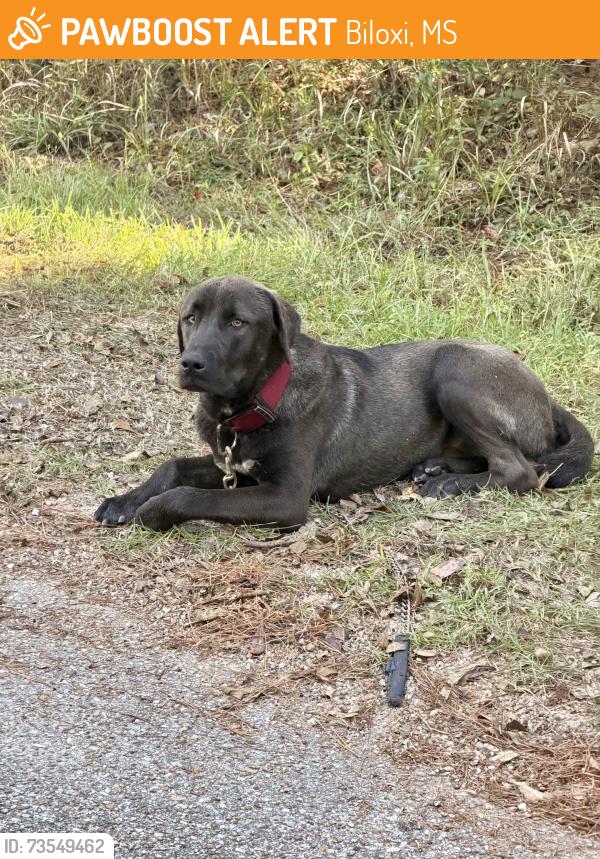 Found/Stray Male Dog last seen Road 248 Woolmarket, Biloxi, MS 39532
