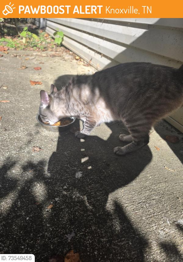 Found/Stray Male Cat last seen Dawn chase way and Ann Marie Way, Knoxville, TN 37931
