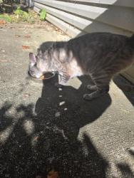 Found/Stray Male Cat last seen Dawn chase way and Ann Marie Way, Knoxville, TN 37931