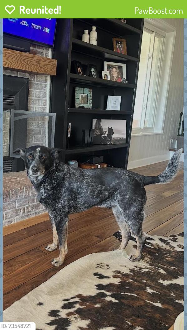 Reunited Male Dog last seen Daniel’s Park Rd., Douglas County, CO 80135