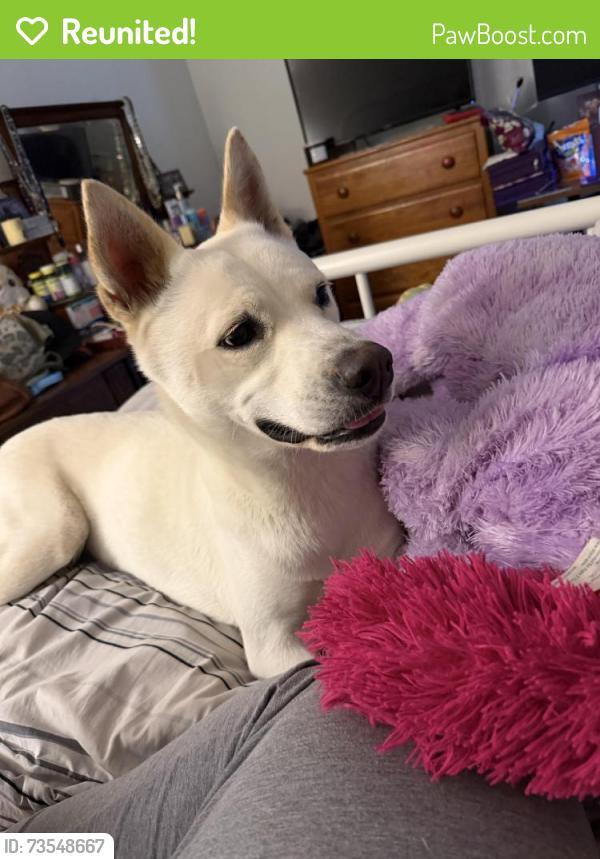 Reunited Female Dog last seen Near and Annistown Road, Gwinnett County, GA 30039