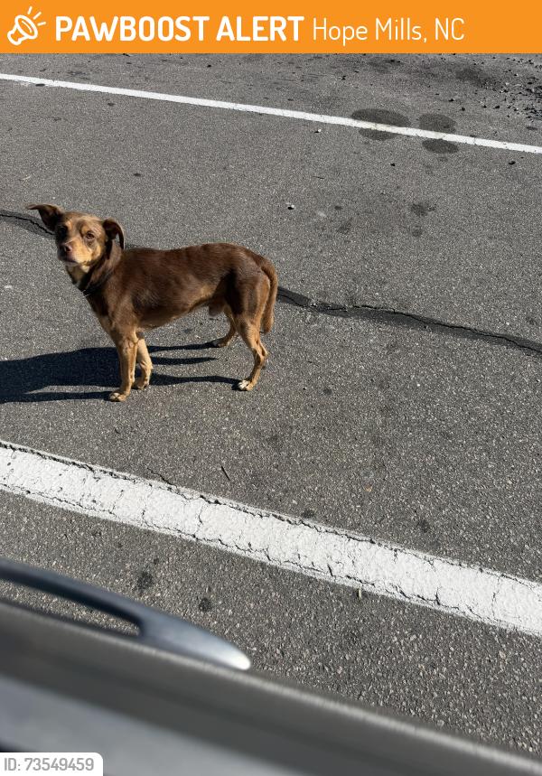 Found/Stray Male Dog last seen Hope mills rd and Camden, Hope Mills, NC 28348
