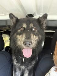 Found/Stray Unknown Dog last seen Stoney Creek Church Rd & Pagetown Rd, Alamance County, NC 27244