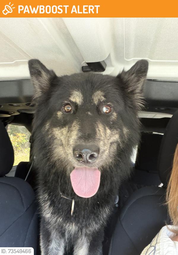 Found/Stray Unknown Dog last seen Stoney Creek Church Rd & Pagetown Rd, Alamance County, NC 27244