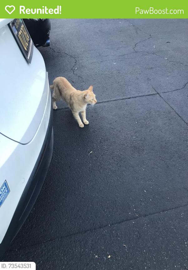 Reunited Unknown Cat last seen Behind Ca pizza kitchen, Encinitas, CA 92024