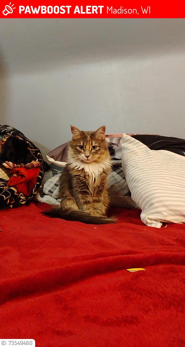 Lost Female Cat last seen emerson elementary school, Madison, WI 53704
