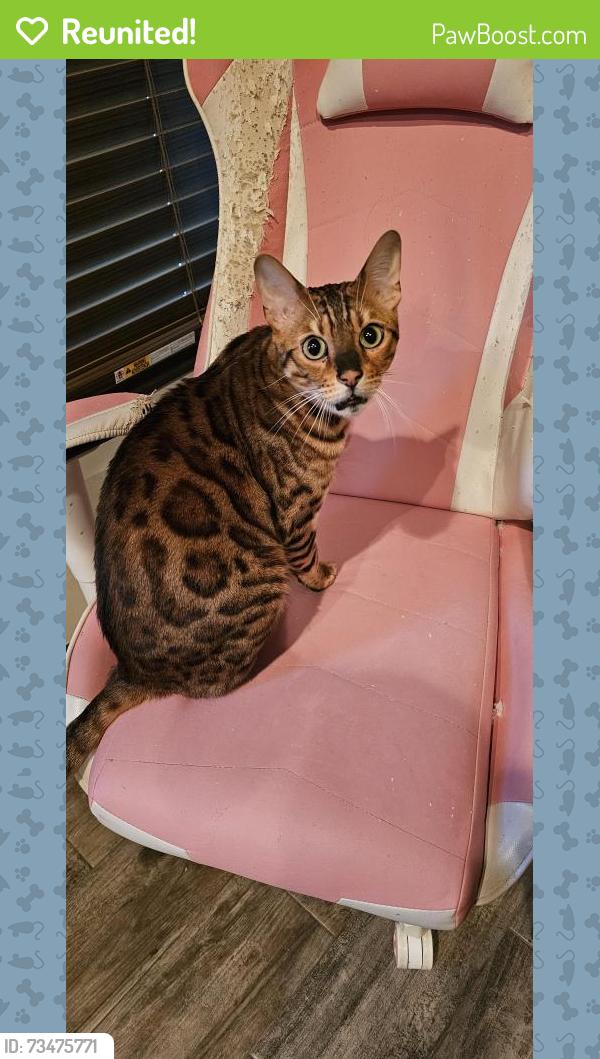Reunited Male Cat last seen Plaza Tower Neighborhood, Moore, OK 73160