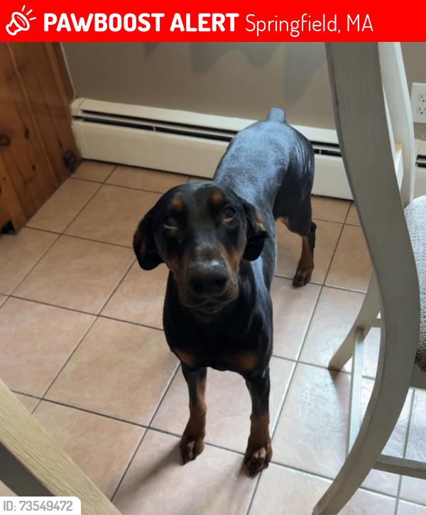 Lost Female Dog last seen parker st near planet fitness, Springfield, MA 01129