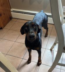 Lost Female Dog last seen parker st near planet fitness, Springfield, MA 01129