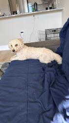 Found/Stray Male Dog last seen Lake Sound apmts, Hickory Creek, TX 75065