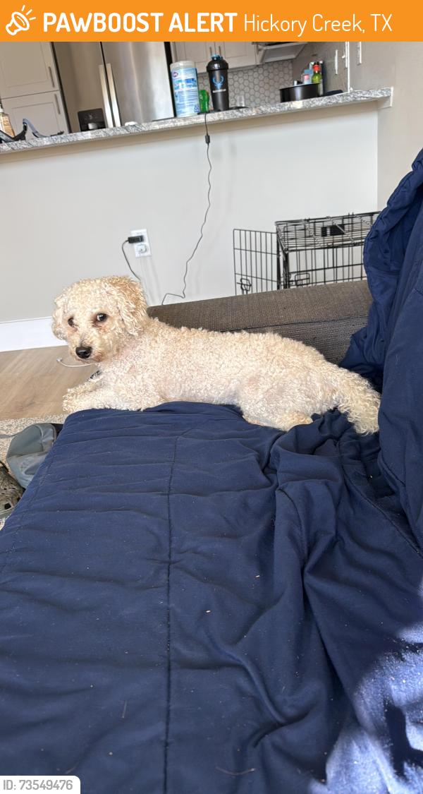 Found/Stray Male Dog last seen Lake Sound apmts, Hickory Creek, TX 75065
