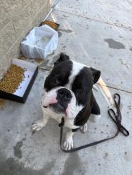 Found/Stray Male Dog last seen Cutten and Champion Forest, Houston, TX 77070