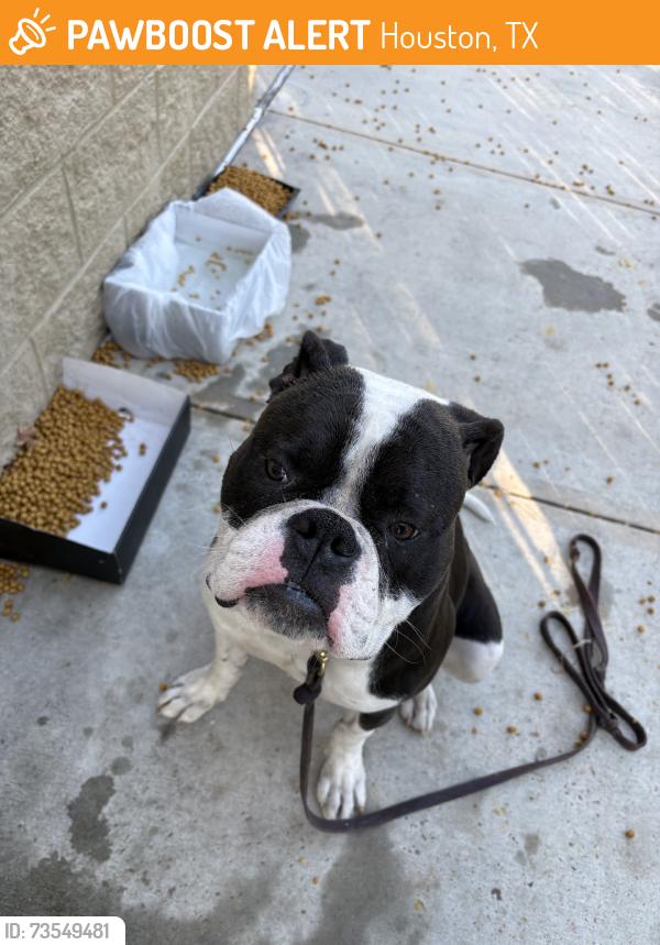 Found/Stray Male Dog last seen Cutten and Champion Forest, Houston, TX 77070