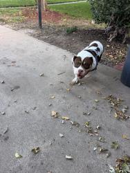 Reunited Unknown Dog last seen 21st and Tyler, Wichita, KS 67205
