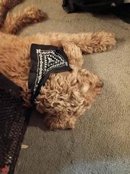 Found/Stray Male Dog last seen Inside my hse, Matthews, NC 28104