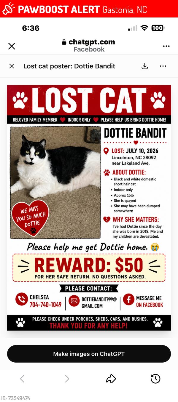 Lost Female Cat last seen Hickory Grove Walking Track, Gastonia, NC 28056