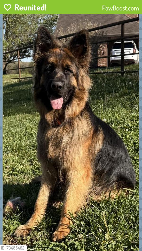 Reunited Male Dog last seen Near bird mountain road Sulphur springs, Sulphur Springs, AR 72768
