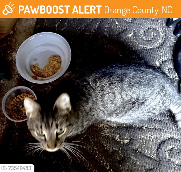 Found/Stray Male Cat last seen Old 86, Orange County, NC 27278