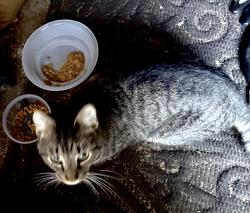 Found/Stray Male Cat last seen Old 86, Orange County, NC 27278