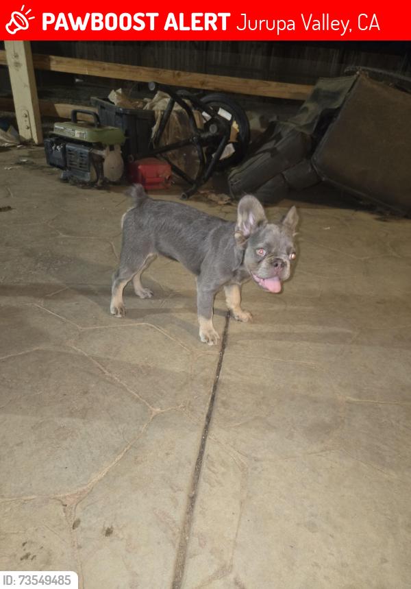 Lost Female Dog last seen Ridgeview ave and limonite, Jurupa Valley, CA 91752
