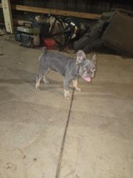 Lost Female Dog last seen Ridgeview ave and limonite, Jurupa Valley, CA 91752