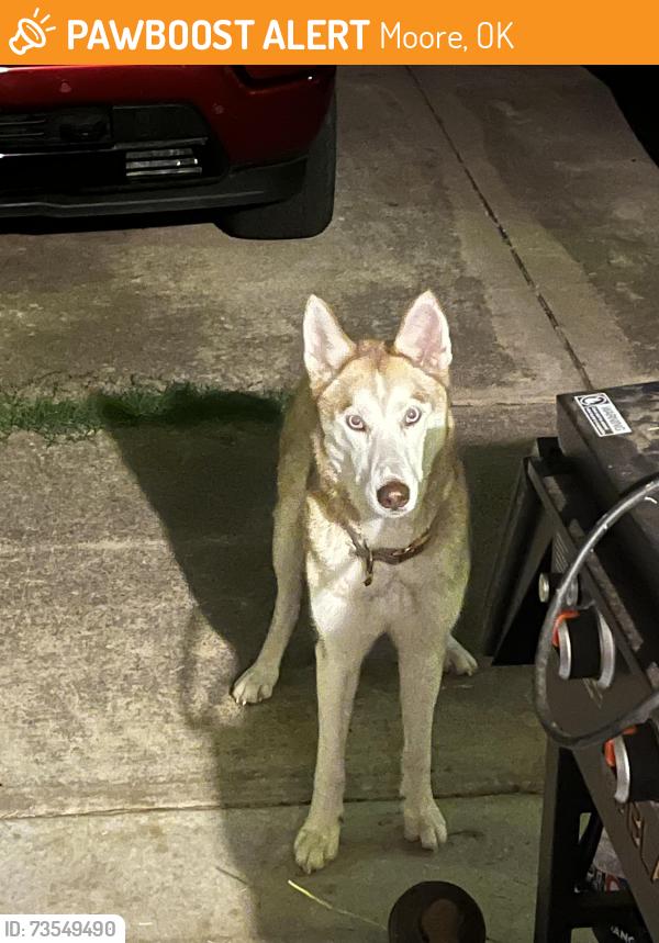 Found/Stray Unknown Dog last seen Quees, Moore, OK 73160