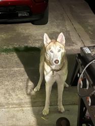 Found/Stray Unknown Dog last seen Quees, Moore, OK 73160