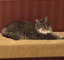 Reunited Female Cat last seen Utah flts drive, Austin, TX 78727