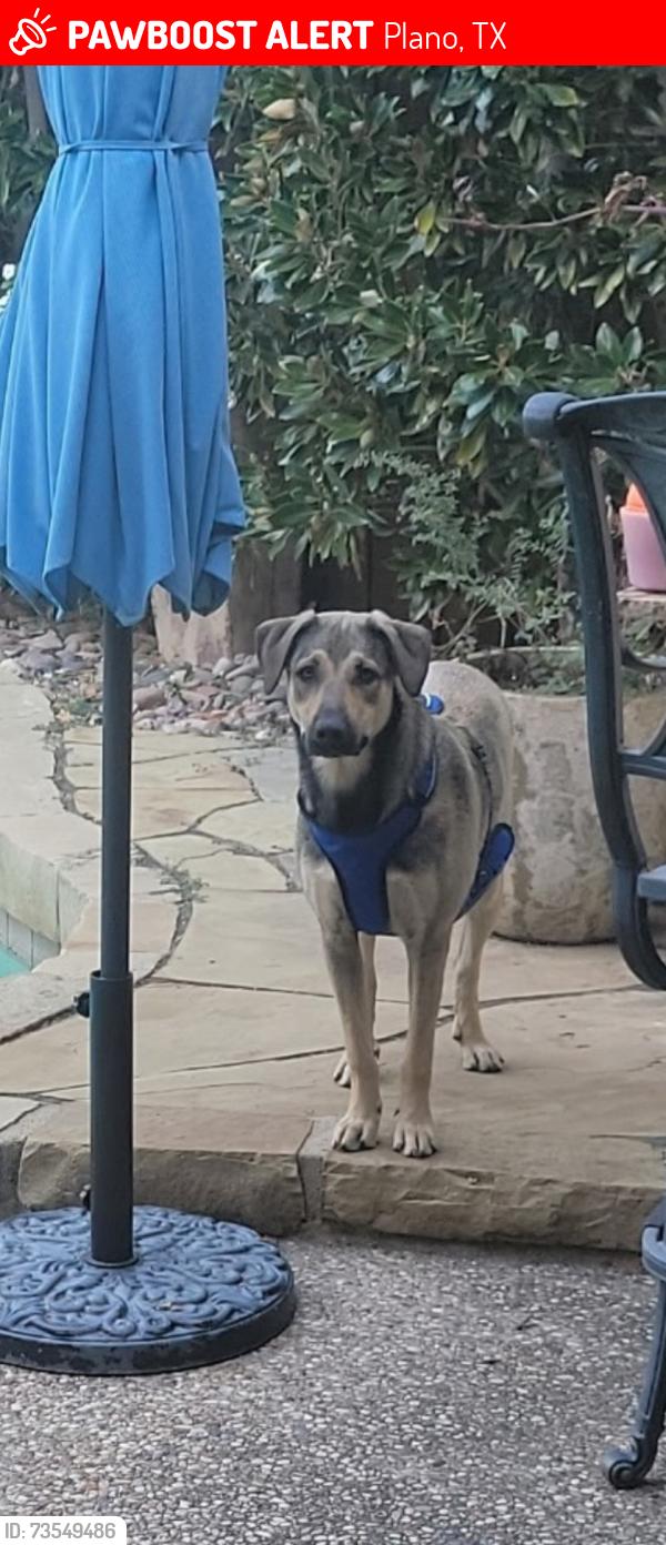 Lost Male Dog last seen Coit & Park, Plano, TX 75075