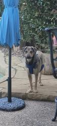 Lost Male Dog last seen Coit & Park, Plano, TX 75075
