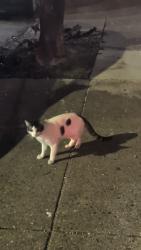 Found/Stray Unknown Cat last seen In front of building, Baltimore, MD 21224