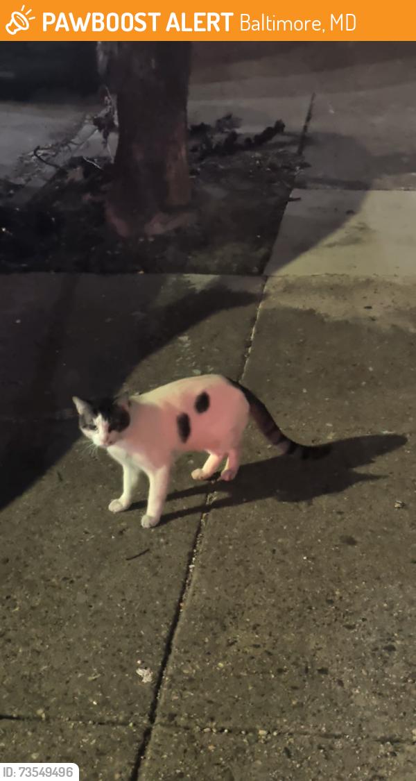 Found/Stray Unknown Cat last seen In front of building, Baltimore, MD 21224
