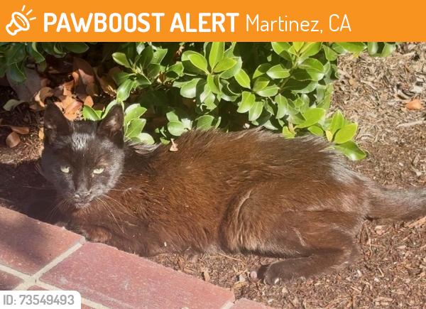 Found/Stray Unknown Cat last seen Westaire and Oakwood Circle, Martinez, CA 94553