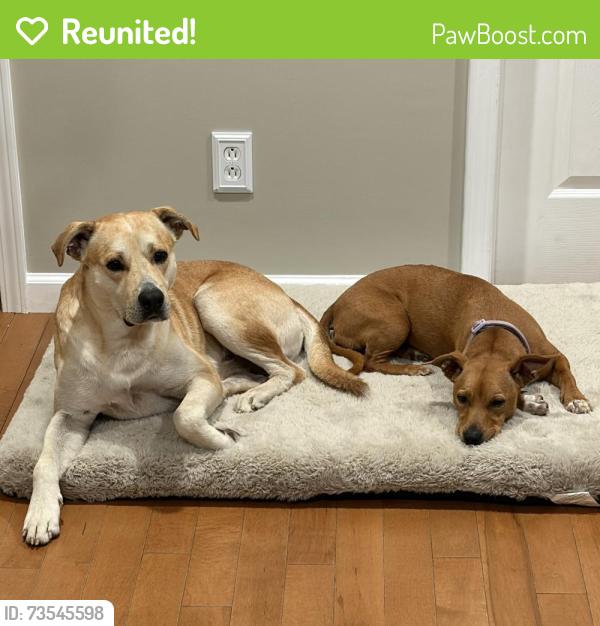 Reunited Male Dog last seen Found off of 221, Forest City, NC 28040
