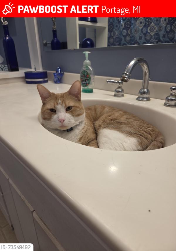 Lost Male Cat last seen Romance Rd, Portage, MI 49024