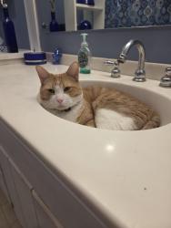 Lost Male Cat last seen Romance Rd, Portage, MI 49024