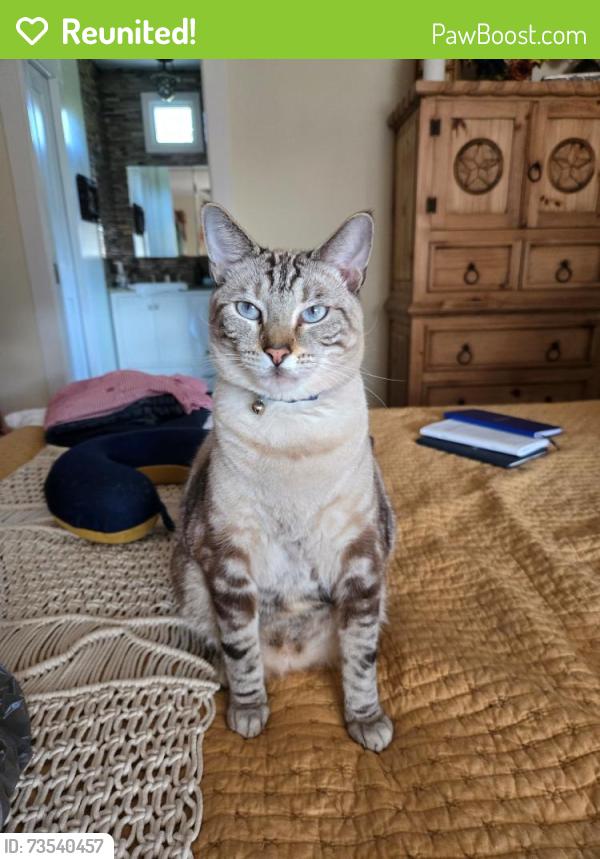 Reunited Male Cat last seen malibu drive 30066. neighborhood off Ebenezer rd, Marietta, GA 30066
