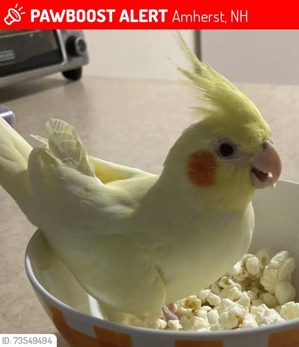 Lost Female Bird last seen Amherst St, in the wooded area between Hidden Pond and Founders Way, Amherst, NH 03031