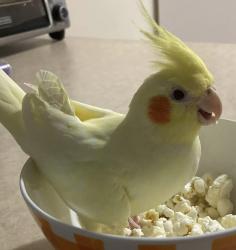 Lost Female Bird last seen Amherst St, in the wooded area between Hidden Pond and Founders Way, Amherst, NH 03031