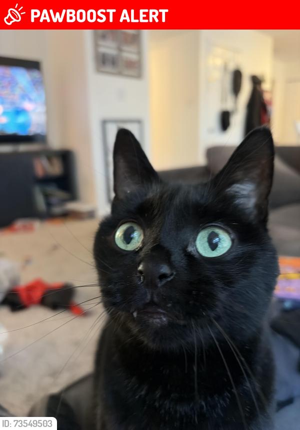 Lost Male Cat last seen Blue Ridge ests neighborhood, Cranberry Township, PA 16066
