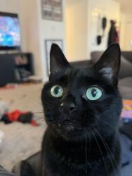 Lost Male Cat last seen Blue Ridge ests neighborhood, Cranberry Township, PA 16066
